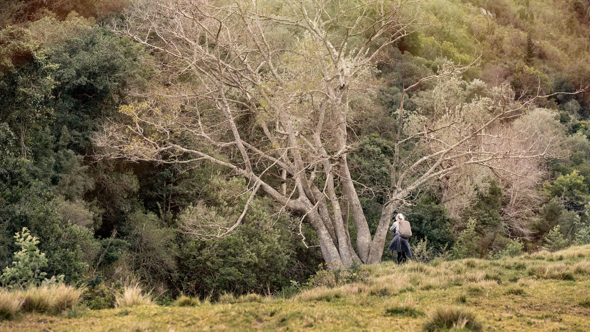 A photographer working at the foot of a bare winter tree on a hillside