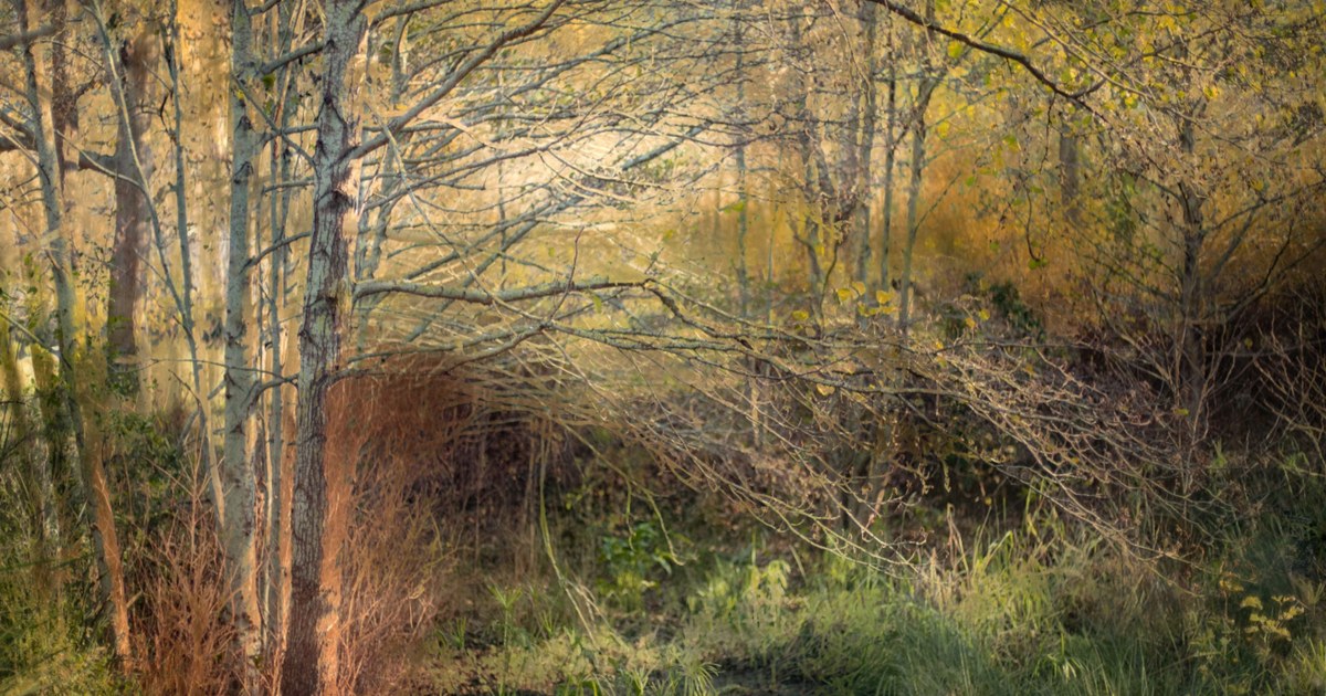 Bare autumn woodland in warm ochre light, worked as a soft textured artwork