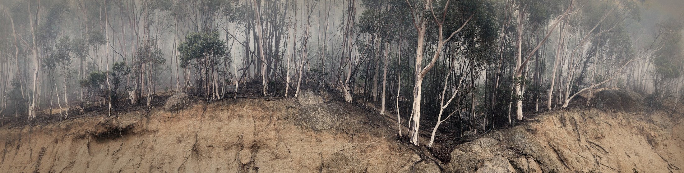 Gum trees in mist on Table Mountain, Cape Town, a fine art photograph by Martin Osner