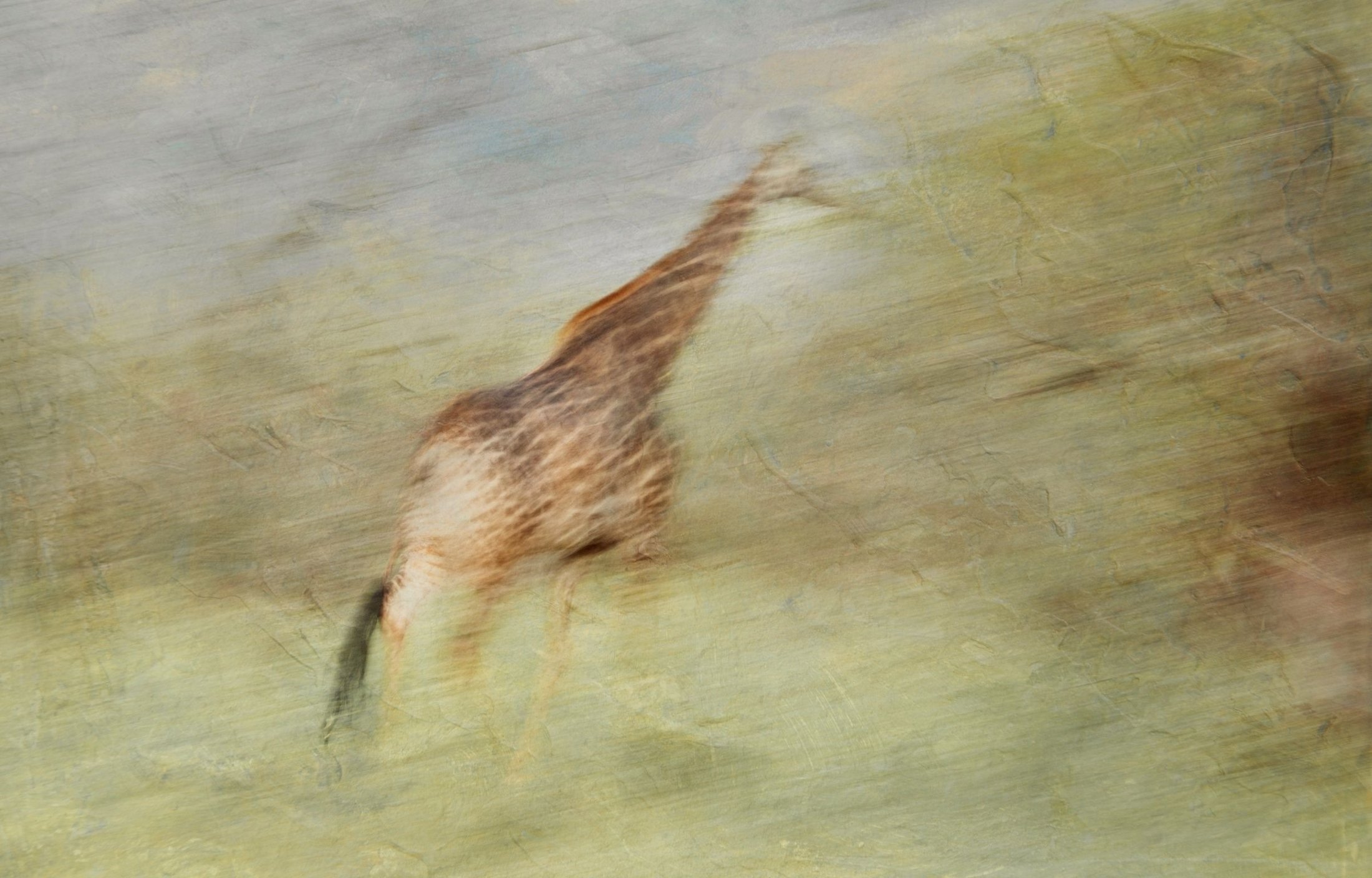 Giraffe in motion blur across golden grass, from Rhythms of the Wild