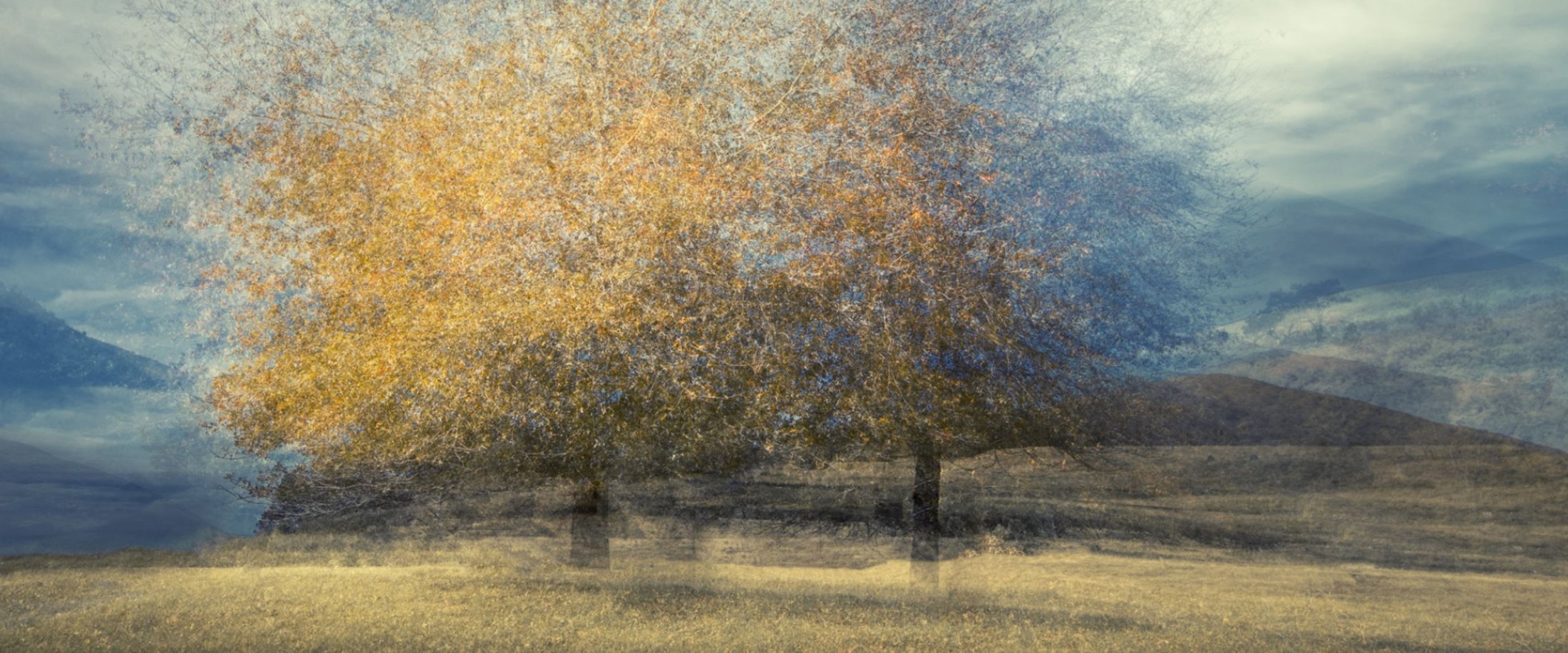 Golden tree on a hillside under a blue sky, a fine art photograph in multiple exposure