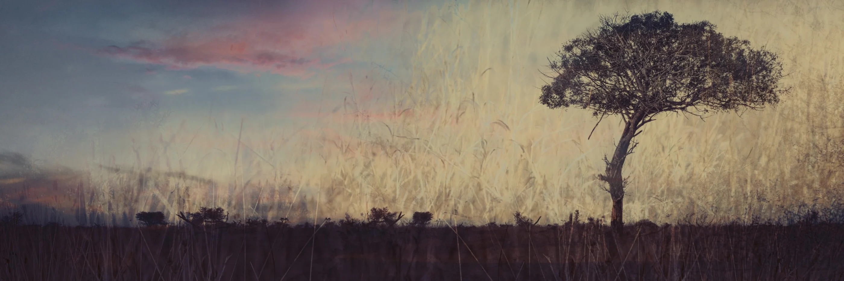 Lone acacia tree at dusk over the bushveld, wildlife art photography