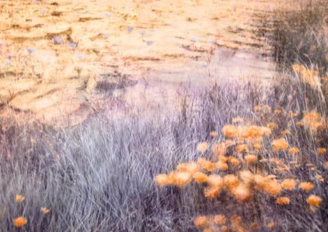 Orange flowers in long grass, lit from behind.