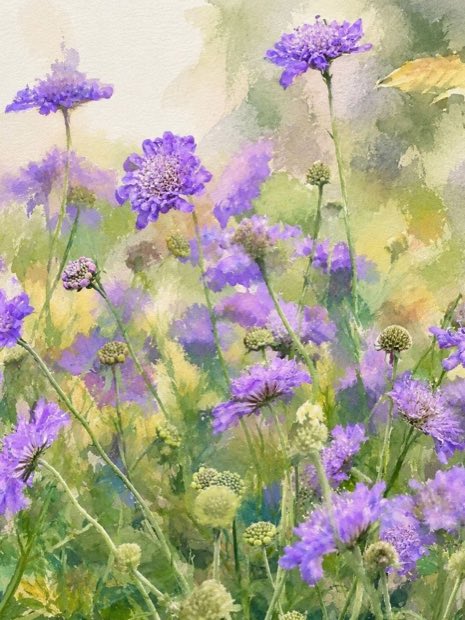 Purple scabious in soft watercolour, made from a garden photograph.