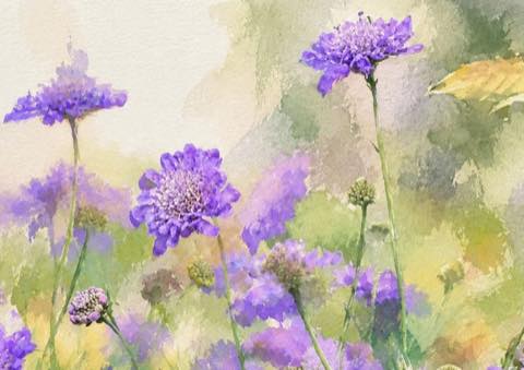 Scabious flowers rendered in soft watercolour, showing shape and rhythm.