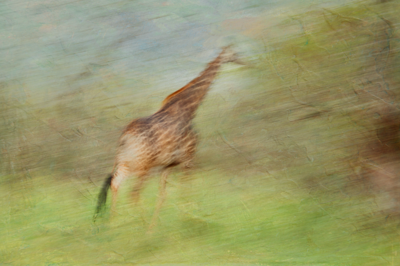 'Expressions of the Wild' - A Photo Alchemy Experience