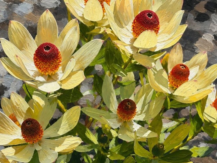 The photograph as it came out of the camera, yellow proteas in the garden.