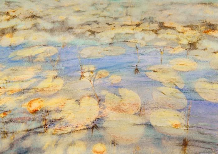 Waterlilies on the pond at INARA, worked into a soft painterly study.