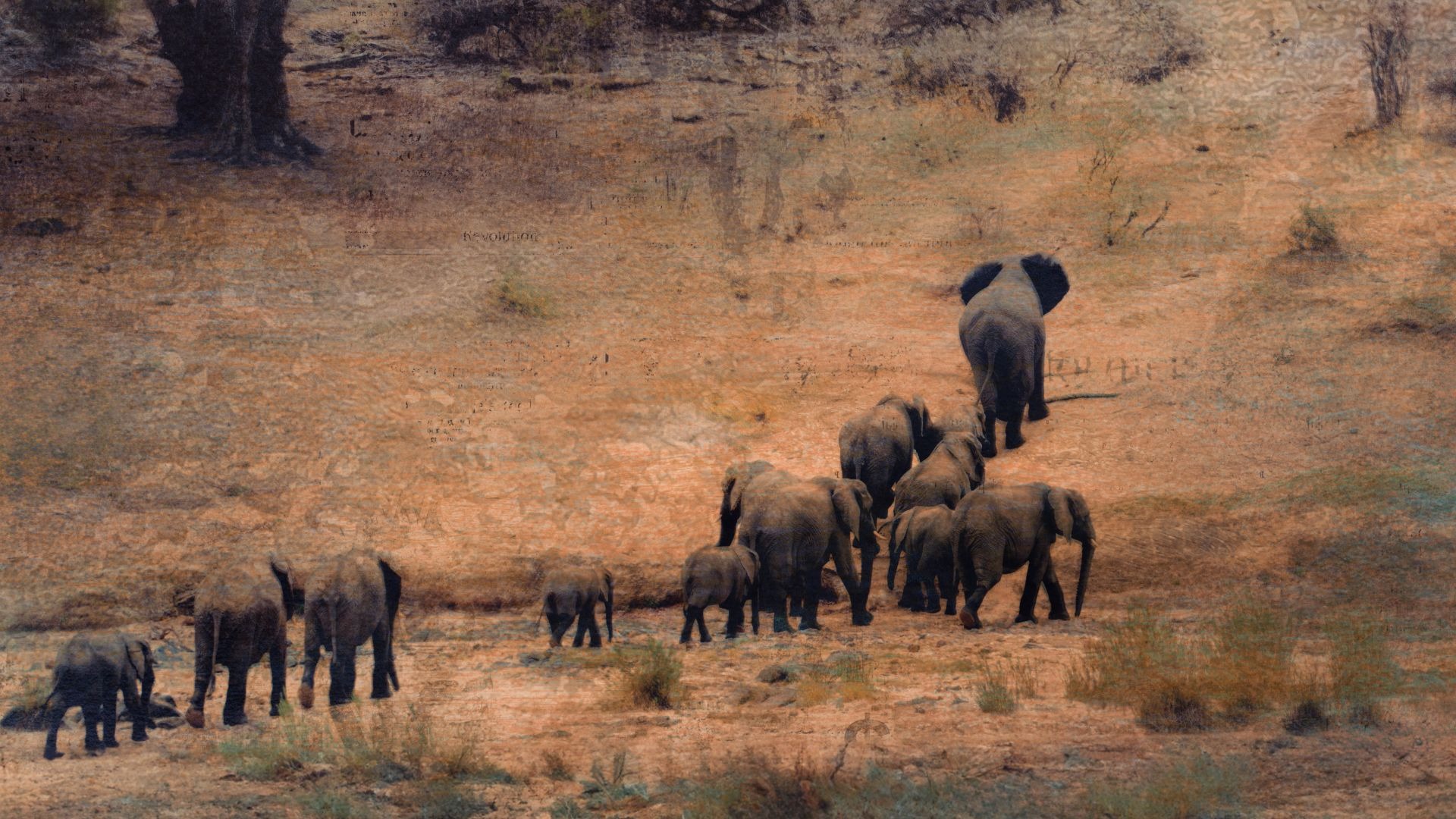 A herd of elephants crossing open veld in warm evening light