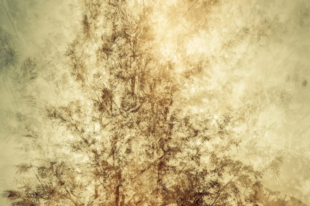 Wispy tree branches rendered in warm sepia textures, a fine art photograph